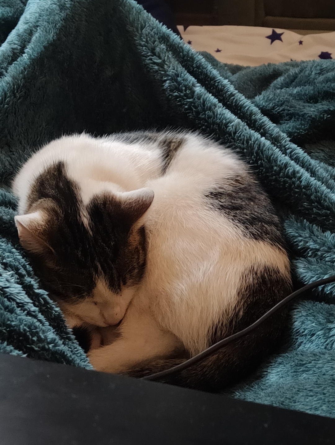 Kicikici by Anonimowy Kociarz