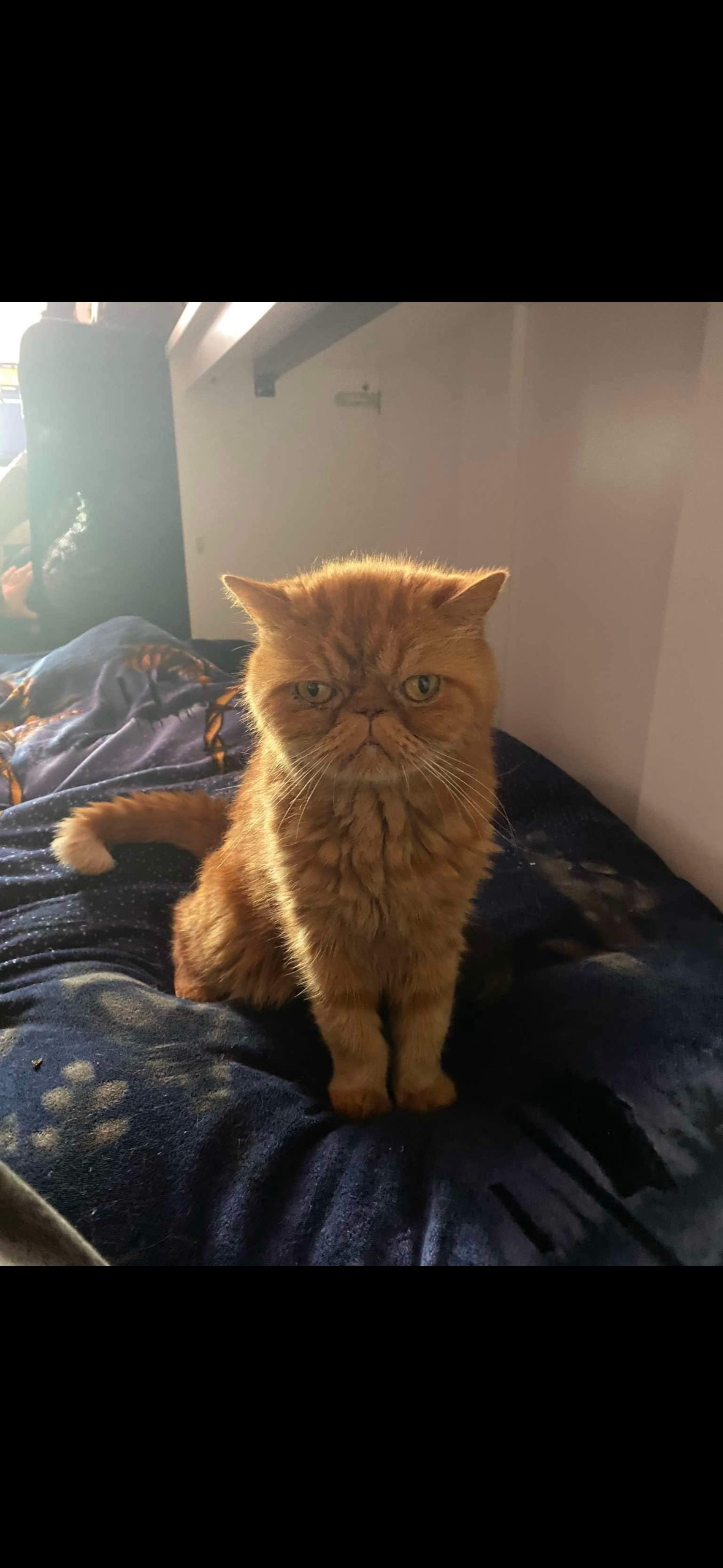 Dżentelmen by azylant