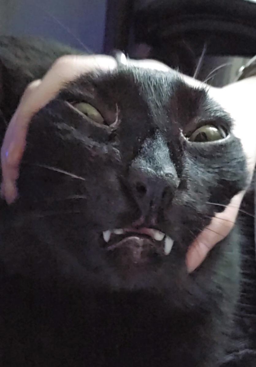 vampire by Anonimowy Kociarz