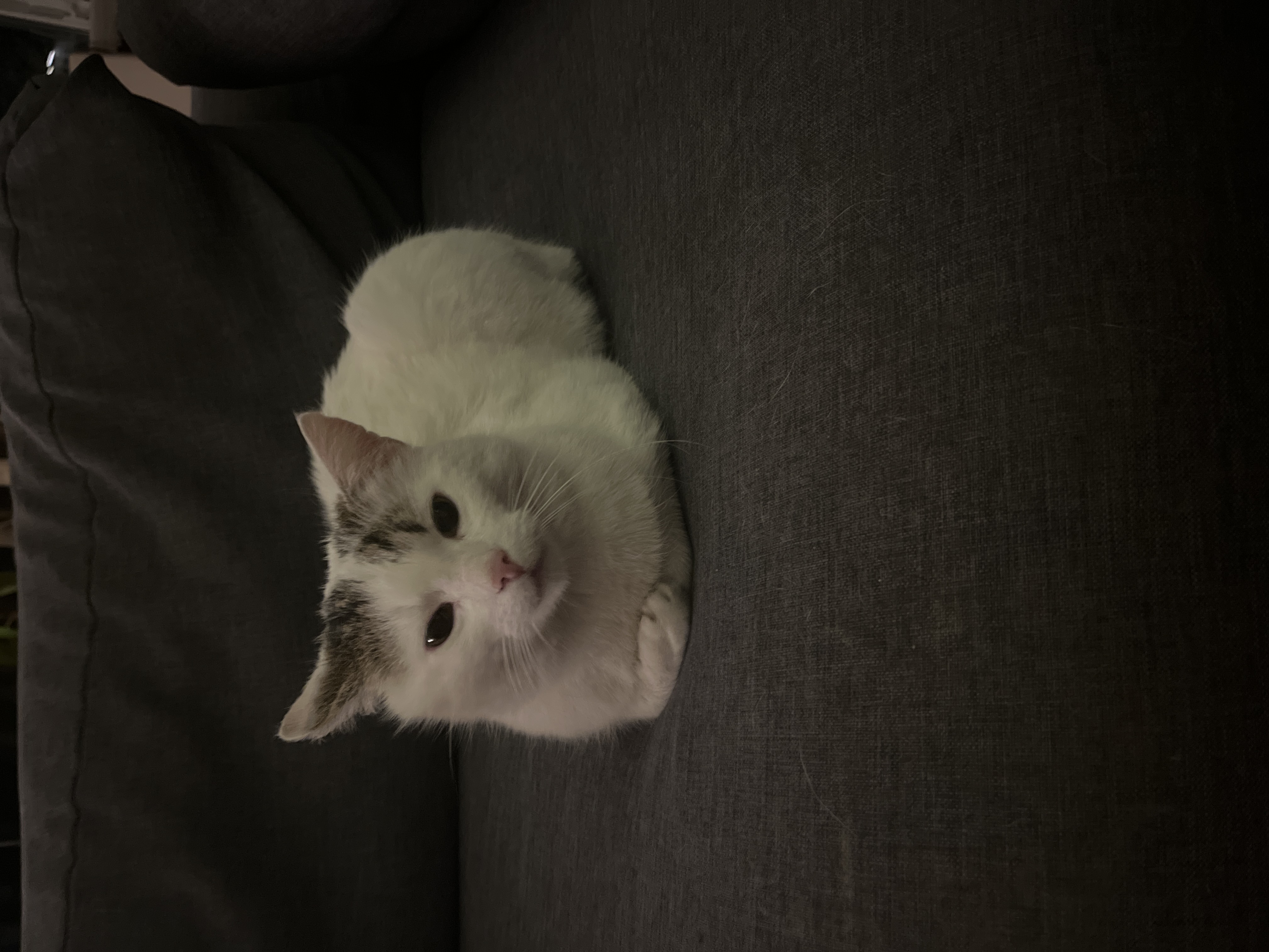 chlebek by damski pedal