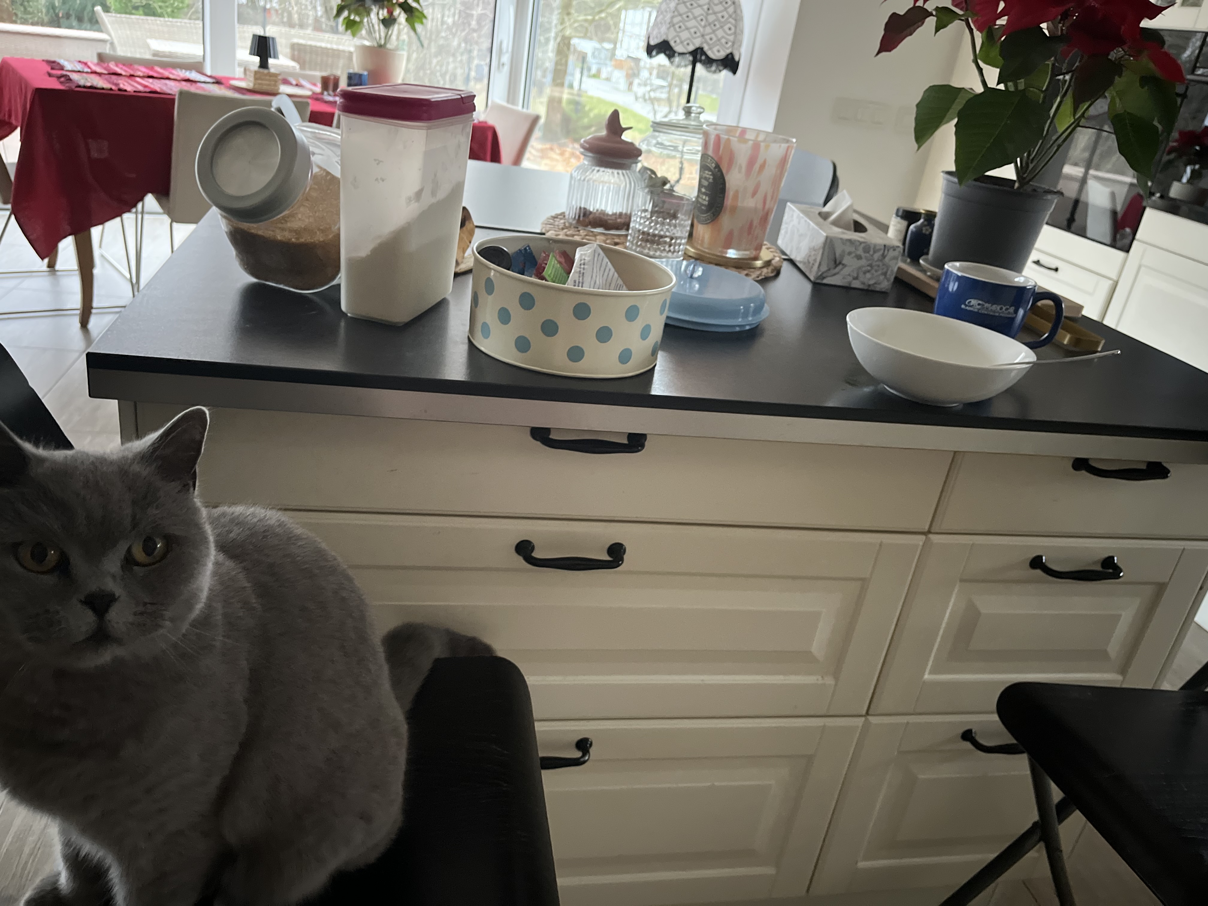 Niebieska2 by damski pedal