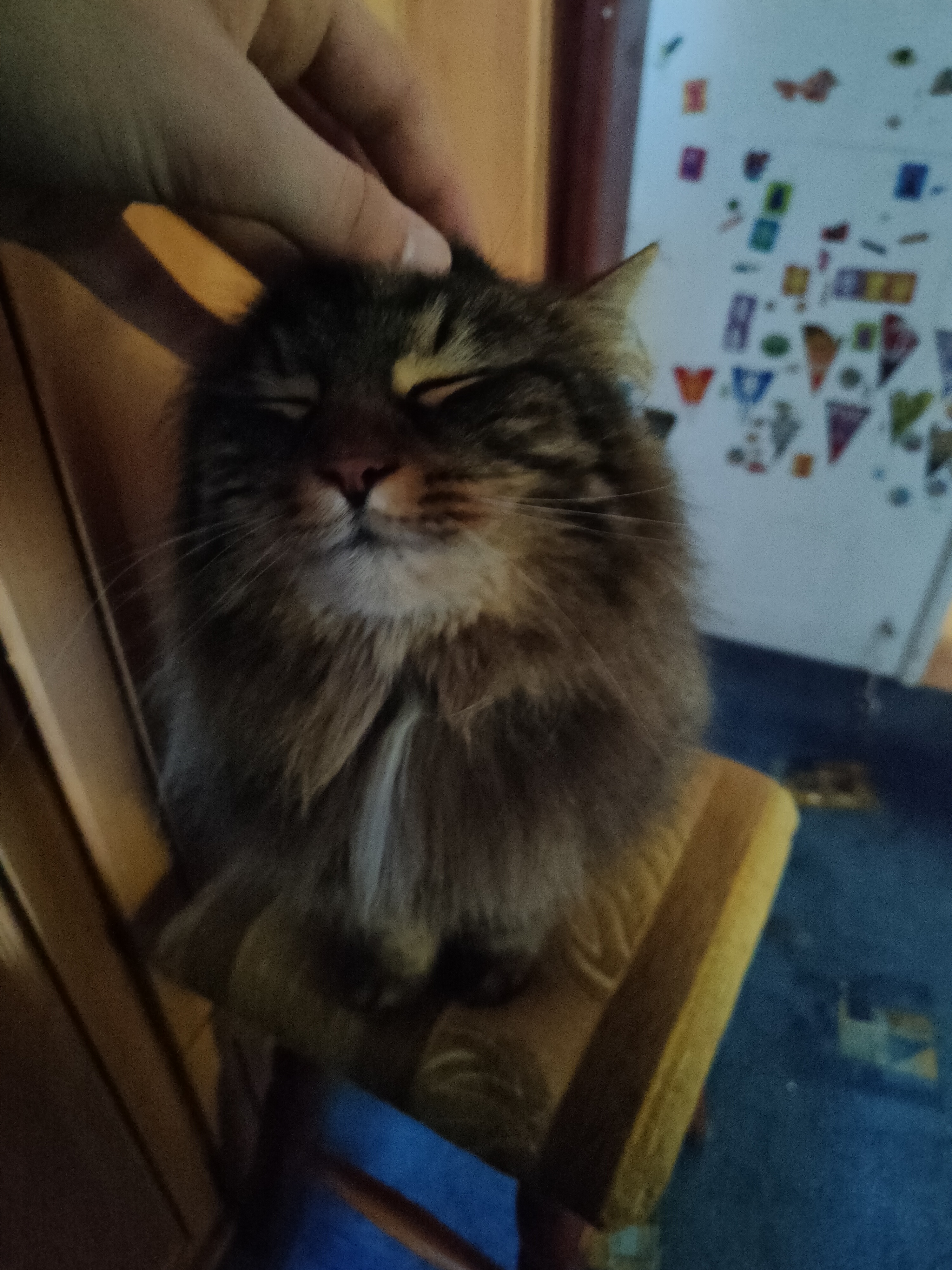 lovecat by Anonimowy Kociarz