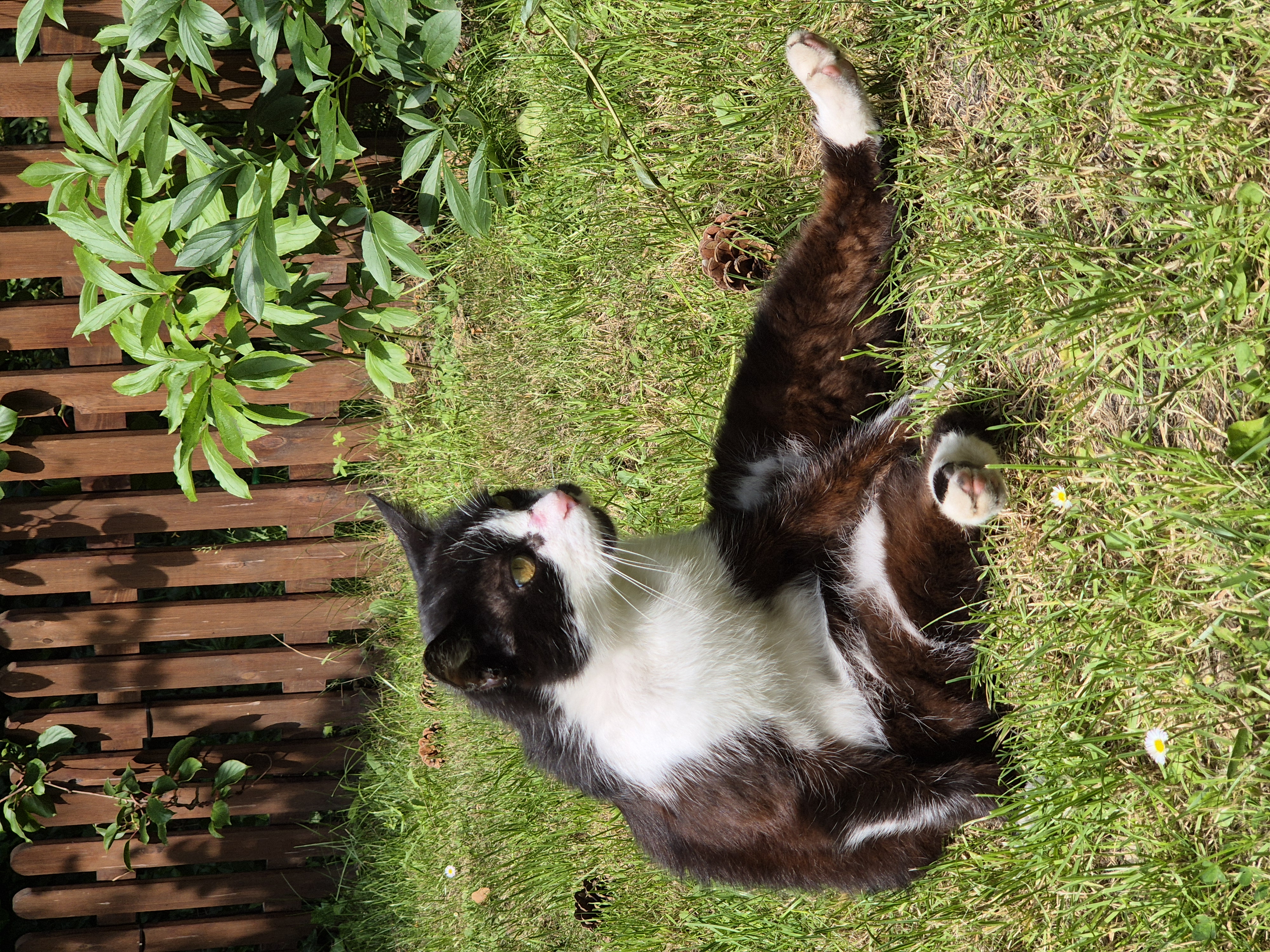 Kocia kontemplacja by ryba